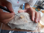 21岁“化石猎人”寻找远古生命　常义务科普讲解 - 福州新闻网