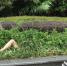 路旁草丛中伸出一条“美腿”　女生经过失声尖叫 - 福州新闻网