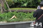 路旁草丛中伸出一条“美腿”　女生经过失声尖叫 - 福州新闻网