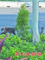 厦门马路边现两只流浪猴子 一只被抓一只在逃(图) - 新浪