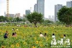花海公园，绽放的向日葵让游人流连忘返 - 新浪