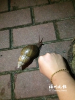 非洲大蜗牛现身福清　专家：会携带病毒千万别吃 - 福州新闻网