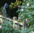 福州进入木芙蓉花季 3种花色被称为“防洪高手” - 福州新闻网