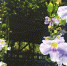 光明港公园美丽紫花有怪名：叫“大花老鸦嘴” - 福州新闻网