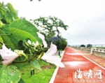 乌龙江湿地公园将扩容　打造芦花飞渡春节前完工 - 福州新闻网