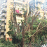 福州东辉花园大榕树被剪“秃头”　业主急得报警 - 福州新闻网