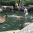 温泉公园泡脚池成小朋友游泳池　不文明又不安全 - 福州新闻网