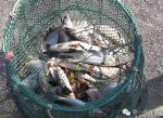 福清600亩鱼虾突然死亡 上游发现大量农药空瓶 - 新浪
