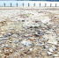 闽江公园金沙园沙中混杂建筑垃圾　沙层最浅13厘米 - 福州新闻网