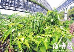 “植物杀手”薇甘菊入侵福道　今日将清理（图） - 福州新闻网