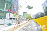 学军路就地平移80多棵行道树　市民担心存活率低 - 福州新闻网