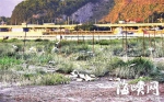 福州花海公园将现150亩芦苇荡　建800米栈道(图) - 福州新闻网