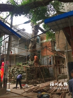 连江一300多岁榕树被台风刮倒 抢救月余已经扶正 - 福州新闻网