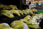 多省份香蕉同时上市 榕香蕉零售价低至1元/500克 - 福州新闻网
