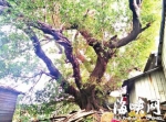 福州一数百年古榕遭厂房“围困”烘烤　枝叶变黄 - 福州新闻网