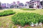 好消息！鼓楼7处闲地绿化月底将开放 供休闲散步 - 福州新闻网