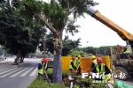 榕22个路口渠化岛种190多棵大榕树 建榕商樱花园 - 福州新闻网