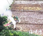 秋收后又有农民田里烧秸秆　环保人士：污染空气 - 福州新闻网