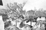树池周边遭到硬化 福州一株400多岁古榕濒临死亡 - 福州新闻网