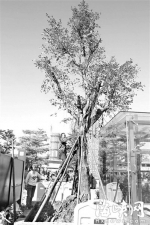 福州火车站将打造森林广场　北广场种百余棵大树 - 福州新闻网