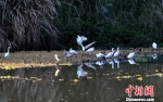 福州市区公园迎来白鹭栖息　成为一道靓丽风景线 - 福州新闻网