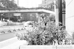 地铁复绿多地种植茉莉花　灌木“穿衣”应对寒流 - 福州新闻网