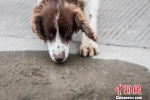 警犬“神探”：几十秒内找到稀释一万多倍血液 - 福州新闻网