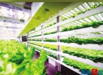 厦门首富投资70亿跨界种菜 建全球最大植物工厂 - 新浪