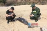 漳州港海域现中华白海豚尸体 其周边满是海洋垃圾 - 新浪
