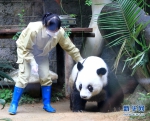 大熊猫“巴斯”37岁啦！“生日趴”约同龄人一起过 - 福州新闻网