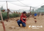 罗源大学生返乡创业饲养山鸡　如今销路成了难题 - 福州新闻网