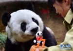 寿星大熊猫“巴斯”：我37岁啦 - 福州新闻网