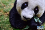 寿星大熊猫“巴斯”：我37岁啦 - 福州新闻网