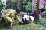 37岁大熊猫“巴斯”贺岁庆典在福州举行 获最长寿圈养大熊猫世界纪录 - 福州新闻网
