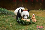 37岁大熊猫“巴斯”贺岁庆典在福州举行 获最长寿圈养大熊猫世界纪录 - 福州新闻网