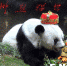 大熊猫巴斯37岁了！系世界现在最长寿圈养大熊猫 - 福州新闻网