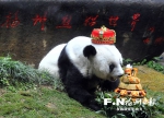 大熊猫巴斯37岁了！系世界现在最长寿圈养大熊猫 - 福州新闻网
