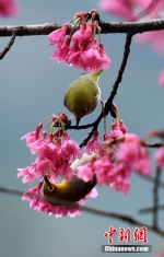 绣眼鸟樱花树上度“蜜月”　吸引无数镜头 - 福州新闻网