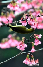 绣眼鸟樱花树上度“蜜月”　吸引无数镜头 - 福州新闻网
