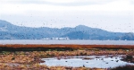 福建加大湿地保护力度 5万候鸟为绿水青山代言 - 福州新闻网