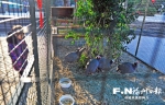 春节期间福州动物园推出鸡年“金鸡迎春”雉鸡展 - 福州新闻网