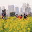 福州花海公园油菜花盛放　春节接待游客约20万人 - 福州新闻网