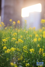 福州花海公园油菜花盛放　春节接待游客约20万人 - 福州新闻网