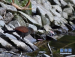 福建野外可见我国超过40%的自然鸟种 - 福州新闻网