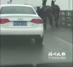马匹闯入西三环车辆纷纷避让 交警:饲养者要担责 - 福州新闻网