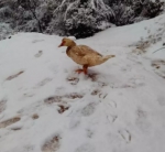 今早南平大雪纷飞 降雪区域高速现拥堵 - 新浪