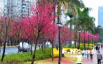 福州城街边樱花再次盛开　多数市民选择雨中赏花 - 福州新闻网