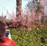 福州市区樱花盛开　吸引市民观赏拍照 - 福州新闻网