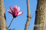 春暖花开好“福”气　清风送来“福州蓝” - 福州新闻网