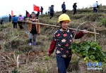 福建永泰：发展油茶种植　助力精准扶贫 - 福州新闻网